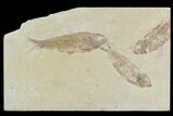 Two Detailed Knightia Fossil Fish - Wyoming #88578-3